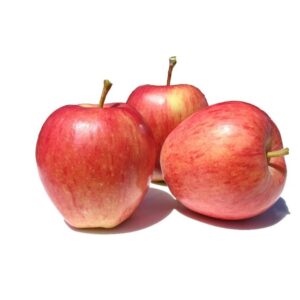 MACA GALA KG.