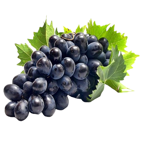 UVA NUBIA KG.